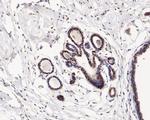 SKP1 Antibody in Immunohistochemistry (Paraffin) (IHC (P))