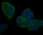 NFkB p100 Antibody in Immunocytochemistry (ICC/IF)