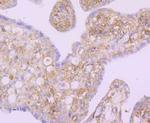 NFkB p100 Antibody in Immunohistochemistry (Paraffin) (IHC (P))