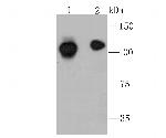 NFkB p100 Antibody in Western Blot (WB)