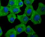 ID1 Antibody in Immunocytochemistry (ICC/IF)