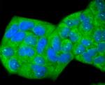 ID1 Antibody in Immunocytochemistry (ICC/IF)