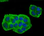 BMAL1 Antibody in Immunocytochemistry (ICC/IF)