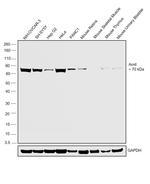 BMAL1 Antibody