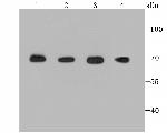 BMAL1 Antibody in Western Blot (WB)