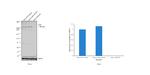 Phospho-ATM (Ser1981) Antibody