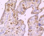 GABARAP/GABARAPL1 Antibody in Immunohistochemistry (Paraffin) (IHC (P))