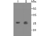 GABARAP/GABARAPL1 Antibody in Western Blot (WB)