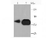 PDHB Antibody in Western Blot (WB)