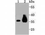 PDHB Antibody in Western Blot (WB)