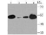 SETD8 Antibody in Western Blot (WB)