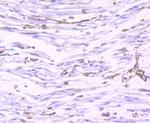 Nogo-B Antibody in Immunohistochemistry (Paraffin) (IHC (P))