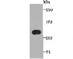 PPARGC1B Antibody in Western Blot (WB)