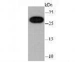 CBX7 Antibody in Western Blot (WB)