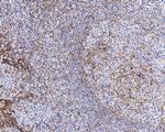 STING Antibody in Immunohistochemistry (Paraffin) (IHC (P))