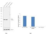 STING Antibody