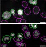 STING Antibody