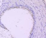 DDAH1 Antibody in Immunohistochemistry (Paraffin) (IHC (P))