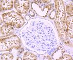 DDAH1 Antibody in Immunohistochemistry (Paraffin) (IHC (P))