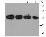 TXNIP Antibody in Western Blot (WB)