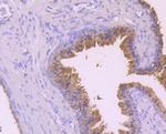 Alix Antibody in Immunohistochemistry (Paraffin) (IHC (P))