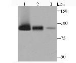 Alix Antibody in Western Blot (WB)