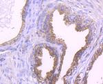 RAPGEF3 Antibody in Immunohistochemistry (Paraffin) (IHC (P))