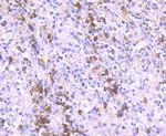 RAPGEF3 Antibody in Immunohistochemistry (Paraffin) (IHC (P))