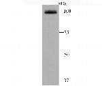 RAPGEF3 Antibody in Western Blot (WB)