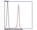 HuR Antibody in Flow Cytometry (Flow)