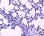 HuR Antibody in Immunohistochemistry (Paraffin) (IHC (P))