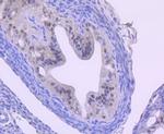 Cullin 1 Antibody in Immunohistochemistry (Paraffin) (IHC (P))