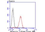 Galectin 1 Antibody in Flow Cytometry (Flow)