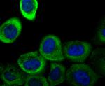 Galectin 1 Antibody in Immunocytochemistry (ICC/IF)