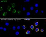 JAK1 Antibody in Immunocytochemistry (ICC/IF)