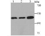 JAK1 Antibody in Western Blot (WB)