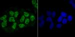 NRF1 Antibody in Immunocytochemistry (ICC/IF)