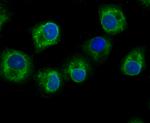 GCLM Antibody in Immunohistochemistry (Frozen) (IHC (F))