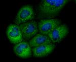 GCLM Antibody in Immunohistochemistry (Frozen) (IHC (F))