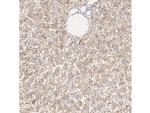 GCLM Antibody in Immunohistochemistry (Paraffin) (IHC (P))