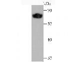 Klotho Antibody in Western Blot (WB)