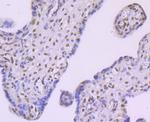 FTO Antibody in Immunohistochemistry (Paraffin) (IHC (P))