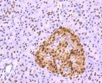 FTO Antibody in Immunohistochemistry (Paraffin) (IHC (P))