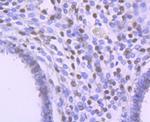 FTO Antibody in Immunohistochemistry (Paraffin) (IHC (P))