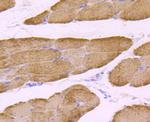 OPA1 Antibody in Immunohistochemistry (Paraffin) (IHC (P))