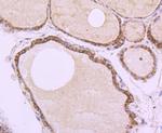 OPA1 Antibody in Immunohistochemistry (Paraffin) (IHC (P))