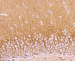 OPA1 Antibody in Immunohistochemistry (Paraffin) (IHC (P))