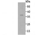 RAD51 Antibody in Western Blot (WB)