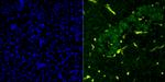 PDX1 Antibody in Immunohistochemistry (Paraffin) (IHC (P))