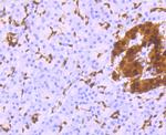 PDX1 Antibody in Immunohistochemistry (Paraffin) (IHC (P))